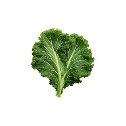 Kale | Spring Vegetables Names