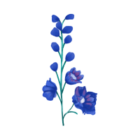 Larkspur