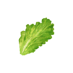Lettuce | Spring Vegetables Names