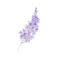 Lilac