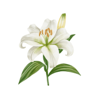Lily