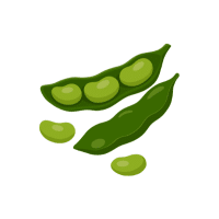 Lima Bean