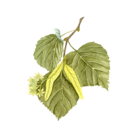 Linden