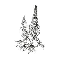 Lupine