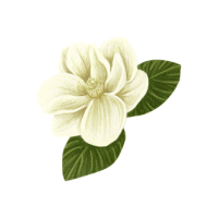 Magnolia | Edible Flowers Names