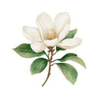Magnolia