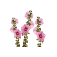 Mallow | Edible Flowers Names