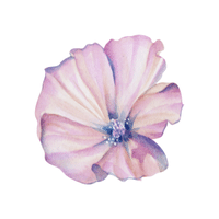 Mallow
