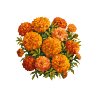 Marigold | Edible Flowers Names