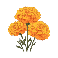 Marigold | Mountain Flowers Names