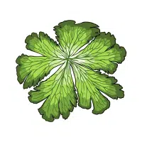 Mayapple