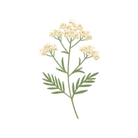 Meadowsweet | Medicinal Flowers Names