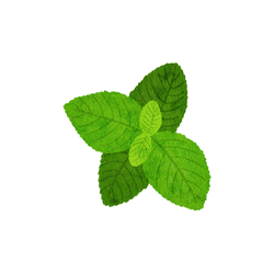 Mint | Spring Vegetables Names