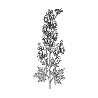 Monkshood | Mountain Flowers Names