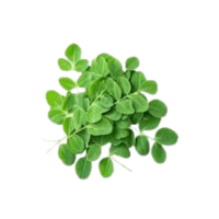 Moringa