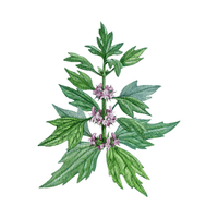 Motherwort | Medicinal Flowers Names