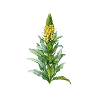 Mulleinwort | Medicinal Flowers Names