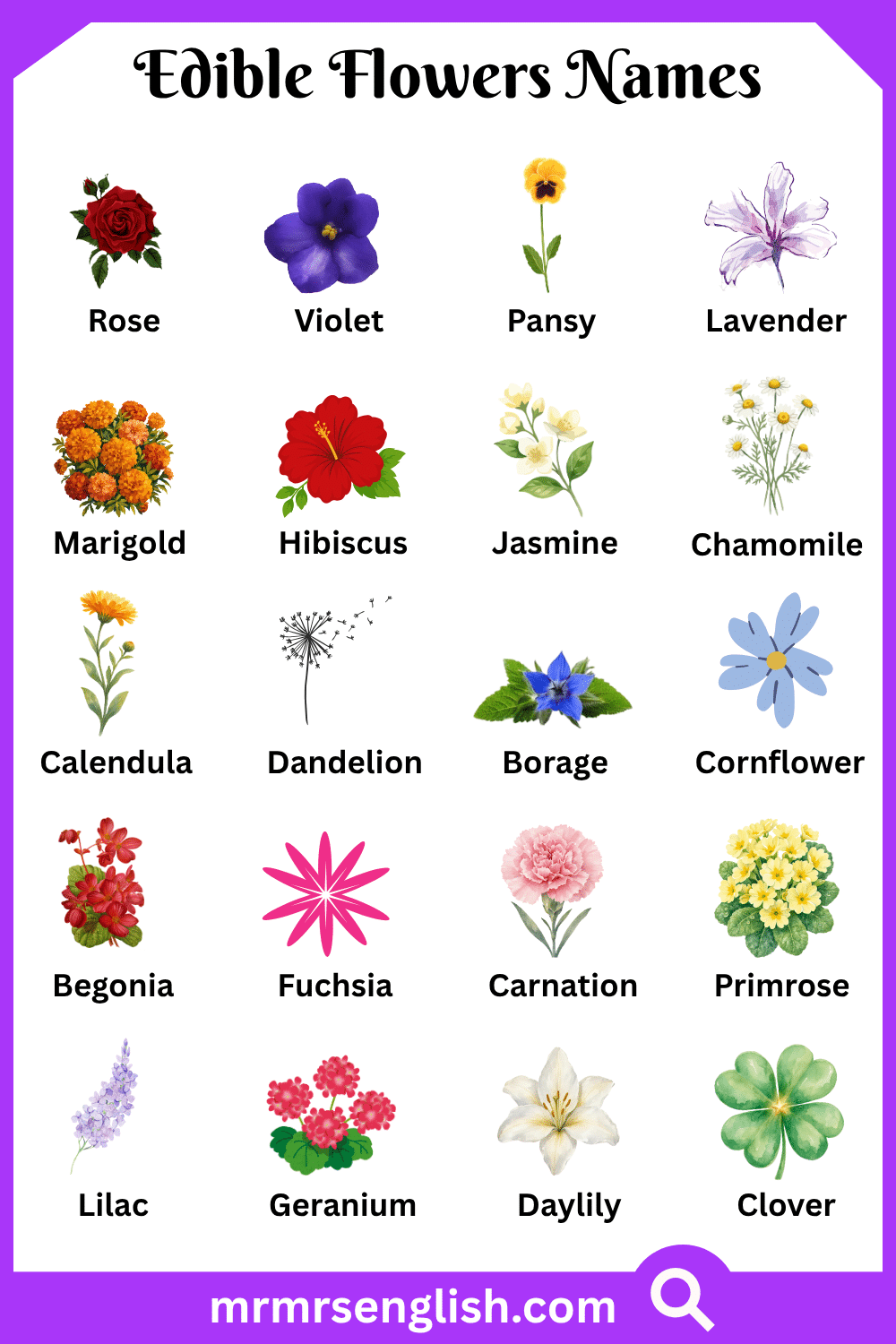 Names of Edible Flowers with Pictures