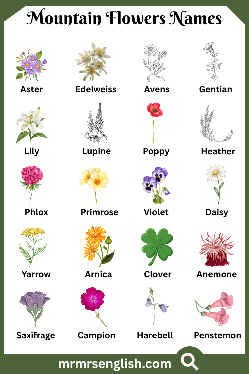 Names of Mountain Flowers with Pictures