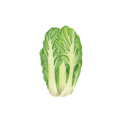 Napa Cabbage | Spring Vegetables Names