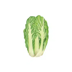 Napa Cabbage | Spring Vegetables Names