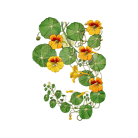 Nasturtium | Edible Flowers Names