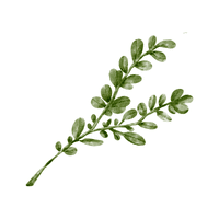 Oregano | Medicinal Flowers Names