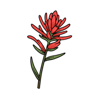 Paintbrush | Mountain Flowers Names