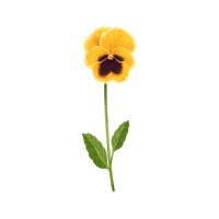 Pansy | Edible Flowers Names