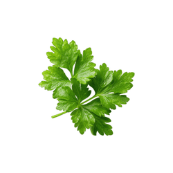 Parsley | Spring Vegetables Names