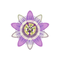 Passionflower | Medicinal Flowers Names