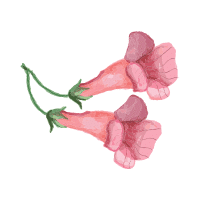 Penstemon | Mountain Flowers Names
