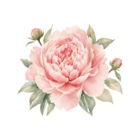 Peony | Edible Flowers Names