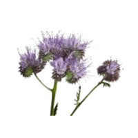 Phacelia | Mountain Flowers Names