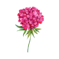 Phlox | Mountain Flowers Names