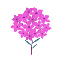 Phlox | Edible Flowers Names