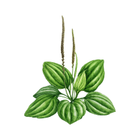 Plantain