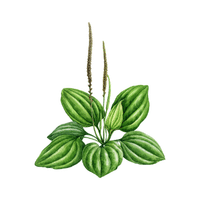 Plantain | Medicinal Flowers Names