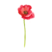 Poppy | Mountain Flowers Names