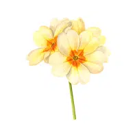 Primrose | Forest Flowers Names