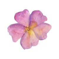 Primula | Forest Flowers Names