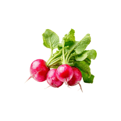 Radishes | Spring Vegetables Names