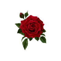 Rose | Edible Flowers Names