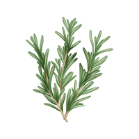 Rosemary | Medicinal Flowers Names