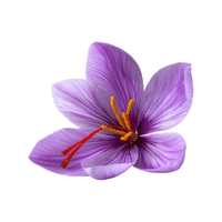 Saffron | Medicinal Flowers Names