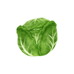 Savoy Cabbage