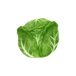 Savoy Cabbage