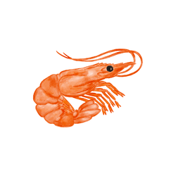 Shrimp