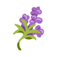 Skullcap | Medicinal Flowers Names