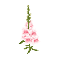 Snapdragon | Edible Flowers Names